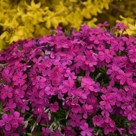 50 Majestic Magenta Phlox Seeds