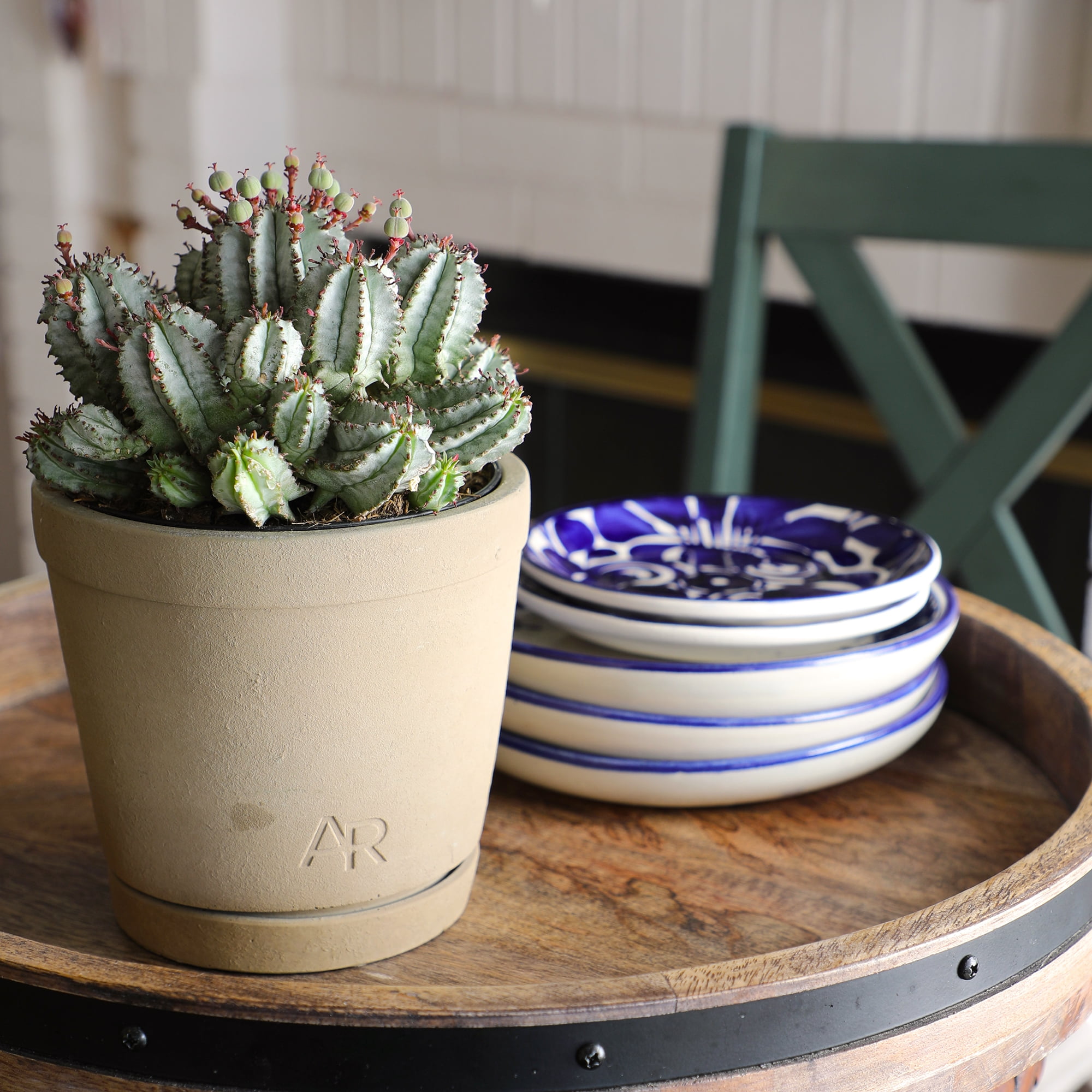 Altman Plants African Milk Barrel, Rare Euphorbia Cactus | 6in Décor Pot, Filtered Sun, Exotic Plant
