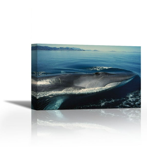 Fin Whale at winter feeding grounds, Sea of Cortez, Baja California, Mexico - Contemporary Fine Art Giclee on Canvas Gallery Wrap - wall décor - Art painting - 36 x 23 Inch - Ready to Hang