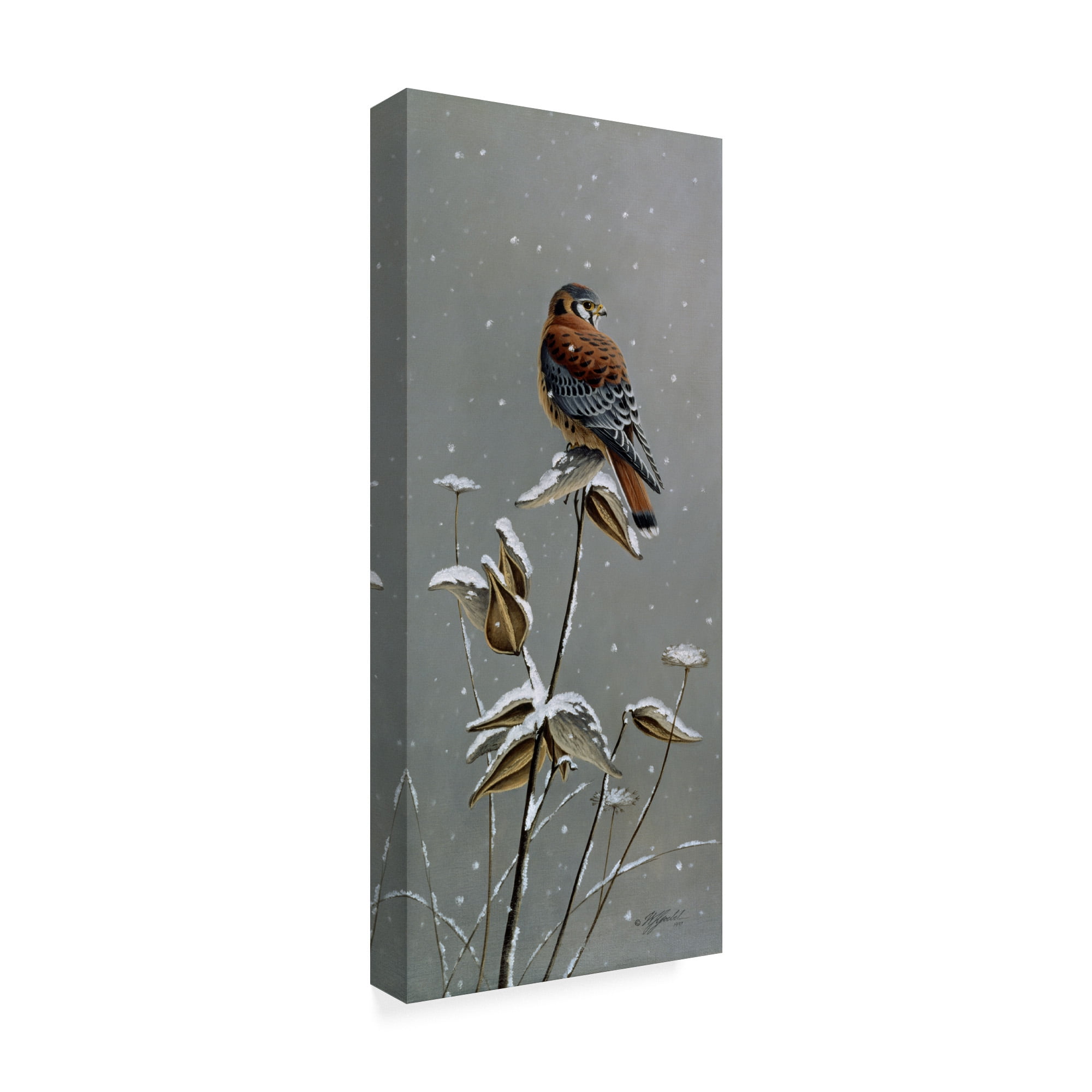 Trademark Fine Art 'Gentle Snowfall Kestrel' Canvas Art by Wilhelm Goebel