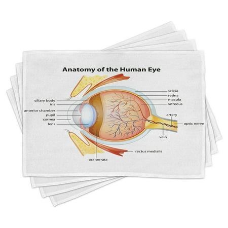 

Educational Placemats Set of 4 Human Eye Anatomy Cornea Iris Pupils Optic Nerves Graphic Print Washable Fabric Place Mats for Dining Room Kitchen Table Decor Coral Mustard Baby Blue by Ambesonne