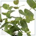 thumbnail image 3 of Deep Roots Live Aromatic Herb Eucalyptus (4 Plants Per Pack), 3 of 5