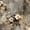 Color 1, variant on Modern Peel and Stick WallpaperFloral Lace Subtle Golden Grey 23.6in x 9.8ft Self Adhesive Contact Paper Removable