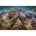 thumbnail image 2 of Animal Photography 24x17 Black Modern Framed Museum Art Print Titled - Harbor Seals, 2 of 4