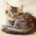 thumbnail image 5 of Calendar 2025-2026 Cute Kittens Wall Planner, Adorable Cat Organizer, 16-Month Hanging Schedule Sep 2025–Dec 2026, 12x12 in, 5 of 15