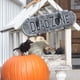 thumbnail image 3 of Halloween Spider Decorative Props Halloween Simulation Plush Spider Decorative, 3 of 4