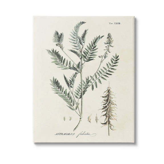 Stupell Industries Woodland Leaf Study Botanical & Floral Painting Gallery Wrapped Canvas Art Print Wall Art, 16 x 20