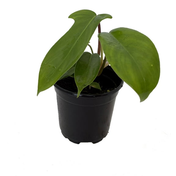 Florida Green Philodendron - Collector's Series - 4" Pot