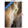 thumbnail image 3 of Beth Sheridan - Indian Elephant Wall Poster, 22.375" x 34", 3 of 3