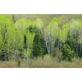 thumbnail image 2 of Grandmaison, Mike 18x13 White Modern Wood Framed Museum Art Print Titled - Canada, Ontario, Utterson Forest in spring, 2 of 4
