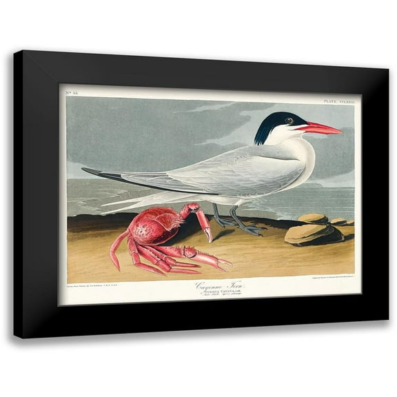 Audubon, John James 14x11 Black Modern Framed Museum Art Print Titled - Cayenne Tern