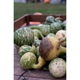 thumbnail image 4 of Speckled Swan Gourd Seeds/ Annual/ Full Sun/ 200 Seeds 1 oz/ Zellajake Farm and Garden- B113, 4 of 5
