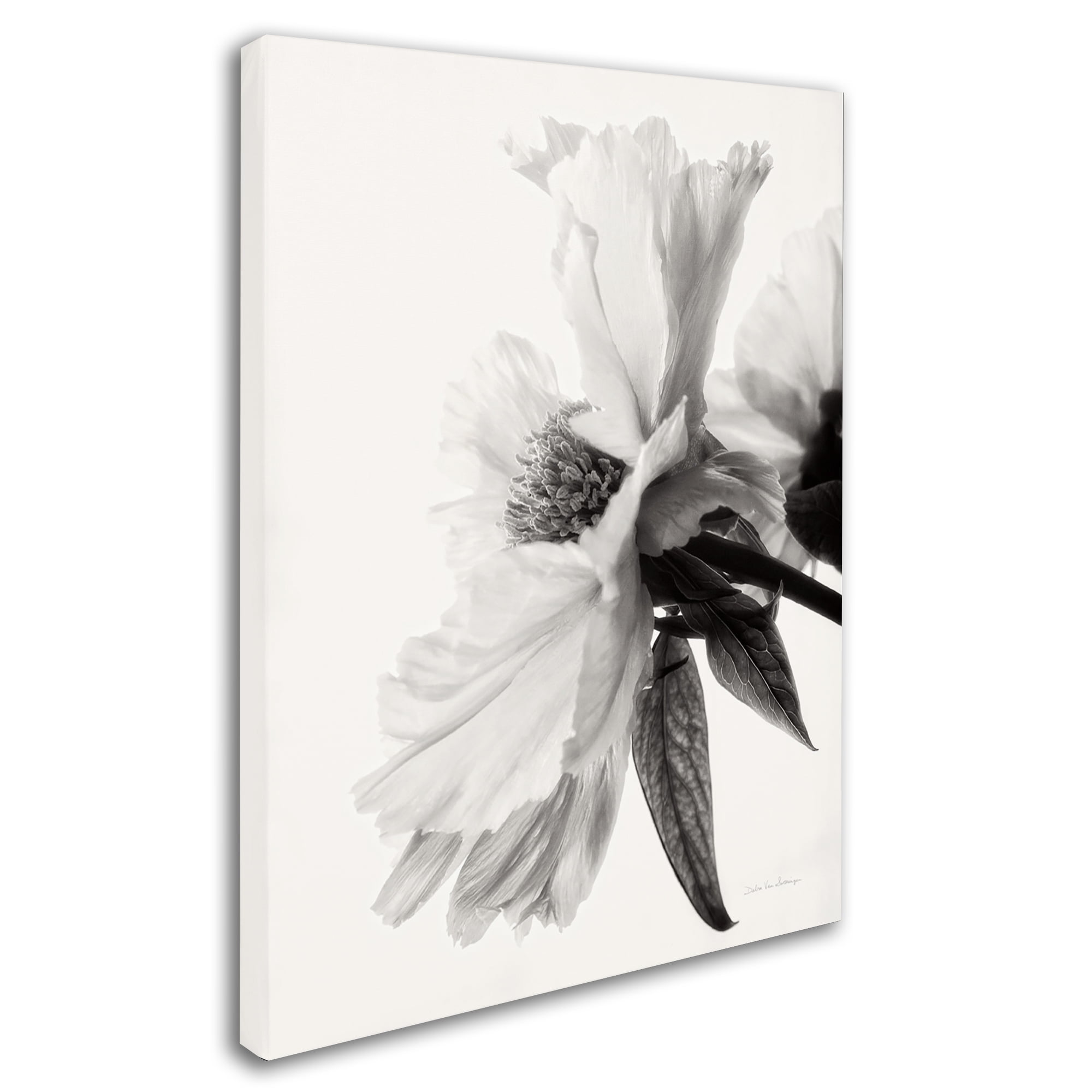 Trademark Fine Art 'Translucent Peony IVBW' Canvas Art by Debra Van Swearingen