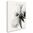 thumbnail image 2 of Trademark Fine Art 'Translucent Peony IVBW' Canvas Art by Debra Van Swearingen, 2 of 3