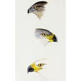 thumbnail image 2 of Gould, John 22x32 White Modern Wood Framed Museum Art Print Titled - Australlan Goshawk and Grey Goshawk, 2 of 4