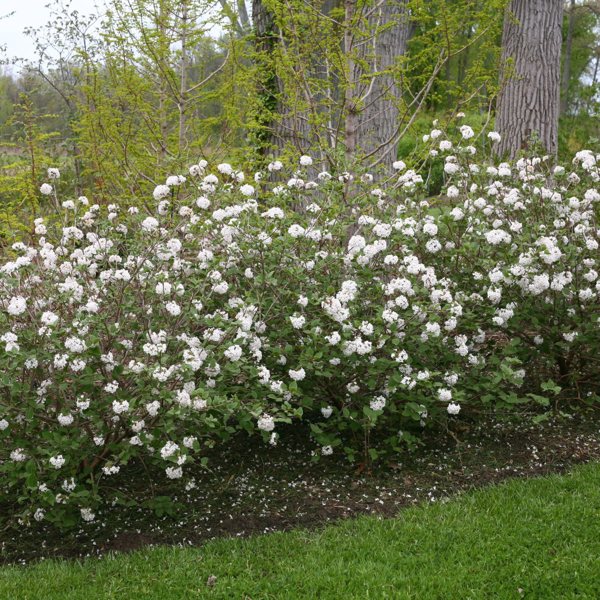 Proven Winners ColorChoice 5" White Spice Baby Koreanspice Viburnum Live Plant in 4.5" Pot (4 Count)