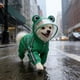 thumbnail image 1 of Impermeable impermeable para mascotas, perros y gatos, con capucha, tiras reflectantes, poliéster transpirable, ligero, para mascotas pequeñas y medianas, protección contra el clima exterior plegable., 1 of 6
