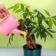 thumbnail image 4 of Regadera De Jardín Regadera Para Niños Regadera Herramientas Para Cultivar Suculentas Juego De Playa Atrapa El Mar Regalo Ducha 700 Ml, 4 of 6