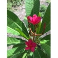 thumbnail image 3 of Nelson Plumeria Phosphorous-feeding Tropicals 5-30-5 2lb, 3 of 6