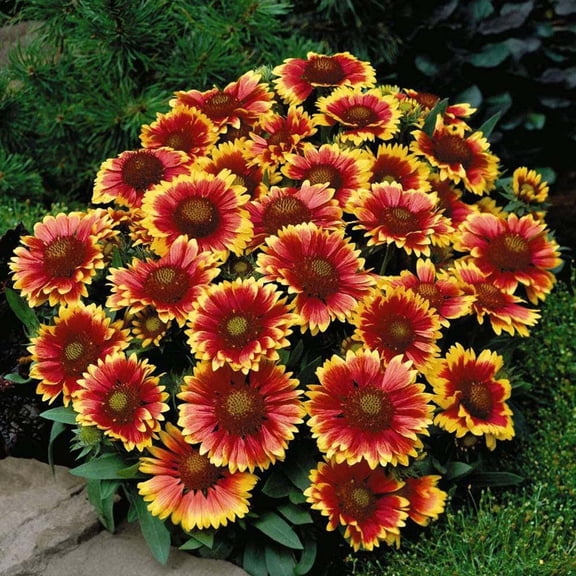 Todd's Seeds Annual Gaillardia Gaillardia Pulchella Seed - Flower Seed Packets 1g