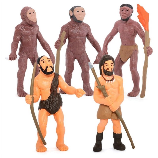 Modelos humanos de simulación Figuras primitivas Ciclo de crecimiento Juguetes educativos humanos para niños