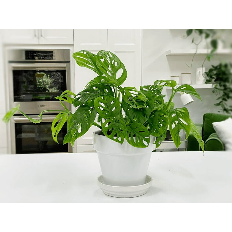 GARDENERA Swiss Cheese Plant Soil Blend - Enhance Root Development and Retain Moisture for Monstera Deliciosa - 2 QUART