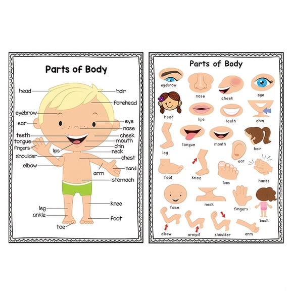 Human Body Parts Poster for English Vocabulary Learning, Educational Wall Chart, Early Learning Teaching Aid for Classroom and Home Education