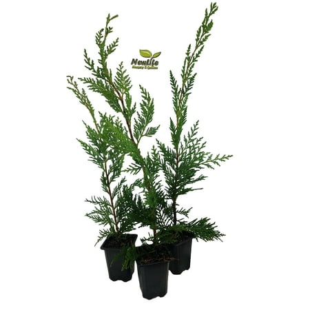 ( 3 ) - Leyland Cypress Trees - 3 inch Pot ( Pack of 3