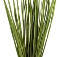 thumbnail image 2 of Vickerman 28-32" Basil Wild Flax Grass. Comes in 12oz (3 -4 oz Bundles), Dried, 2 of 5