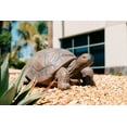 thumbnail image 6 of XBrand 21.3"L Brown and Black Concrete/MgO Walking Turtle Statue, Indoor or Outdoor Décor, Garden Décor, Turtle Statuary, 6 of 13