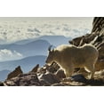 thumbnail image 2 of Illg, Cathy and Gordon 24x17 Black Ornate Wood Framed with Double Matting Museum Art Print Titled - Colorado, Mount Evans Mountain goat and scenery, 2 of 4