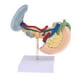 thumbnail image 3 of Modelo Anatómico Órgano Patológico Duodeno Vesícula Pancreática, Equipo de Laboratorio de Anatomía 1: 1, 3 of 7
