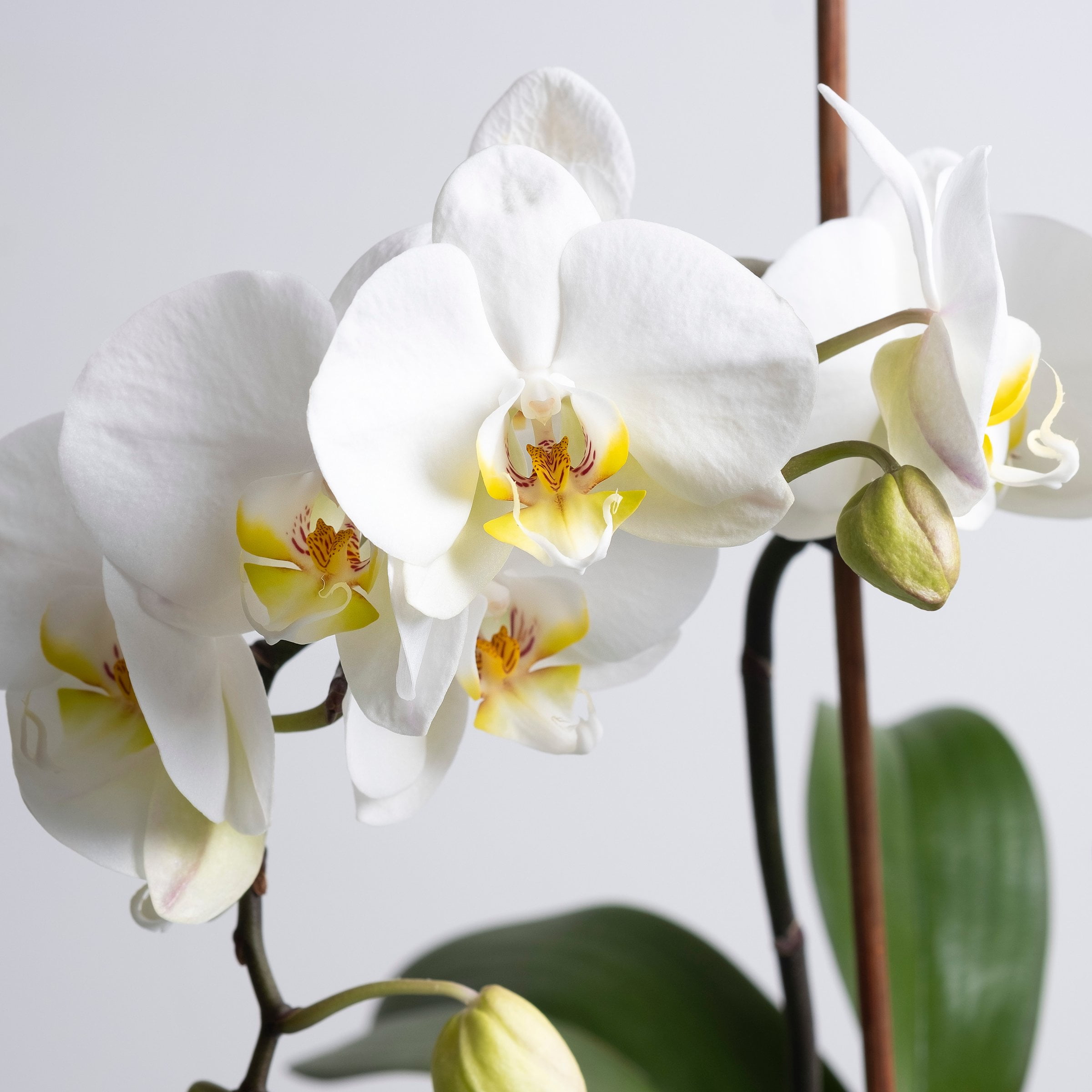 5 in. Superior Multi-Stem Luminous White Phalaenopsis Orchid in Luxe Designer Ceramic Planter
