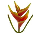thumbnail image 3 of Nearly Natural 14’’ Mini Heliconia Artificial Flower (Set of 6), 3 of 3