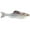 Live Shad, variant on 6th Sense Panorama 2.8" (8 Pk)
