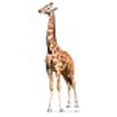 thumbnail image 3 of Advanced Graphics Giraffe Life Size Cardboard Cutout Standup, 3 of 12