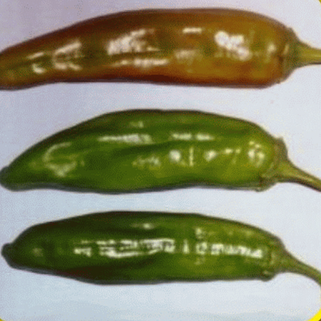 - Everwilde Farms - 50 Anaheim Chile Hot Pepper Seeds - Gold Vault Jumbo Bulk Seed Packet