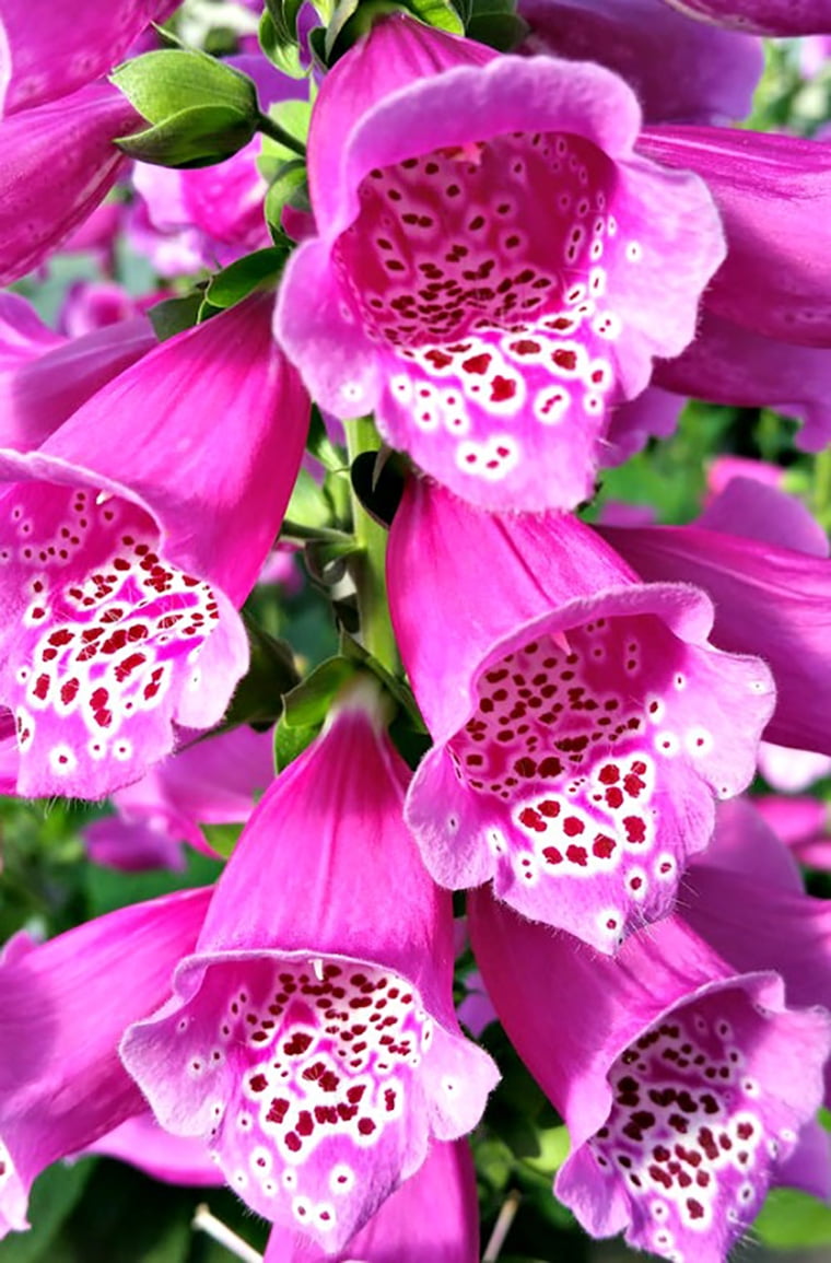 Dalmatian Purple Foxglove Digitalis Hardy 3" Pot