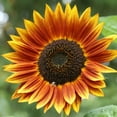 thumbnail image 3 of RattleFree Sunflower Seeds for Planting | Heirloom & Non-GMO | 50 Red Sun Sunflower Seeds to Plant in Home Gardens | Full Planting Instructions on Each Planting Packet, 3 of 3