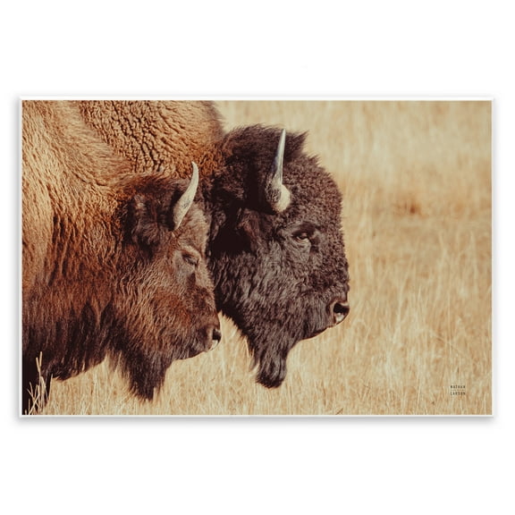Stupell Industries Bison Pair in Countryside Animals Photography Unframed Art Print Wall Art, 15 x 10