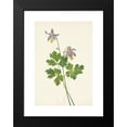 thumbnail image 2 of Mary Vaux Walcott 18x24 Black Modern Framed Museum Art Print Titled - Shortspur Columbine. Aquilegia Brevistyla (1925), 2 of 5