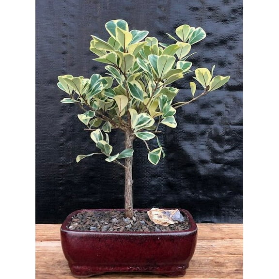 Variegated Ficus Triangularis Bonsai Tree (Ficus Triangularis 'Variegata')