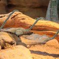 thumbnail image 4 of Reptile Tank Fake Vine Decoration Artificial Rattan Plant Model Lizard Climbing Vine Terrarium Decor, 4 of 8