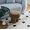 Brown, variant on Mushroom Shape Ottoman, Broadcloth Pleat Mushroom Stool, Lamb Wool Footstool Seat, Barrel PVC Pipe With Walnut Finish, Greige