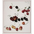 thumbnail image 2 of Josef Lauer 12x14 Gold Ornate Wood Frame and Double Matted Museum Art Print Titled - Cherries, 2 of 4