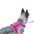 thumbnail image 2 of Halti Anatomy Dog Harness, 2 of 3