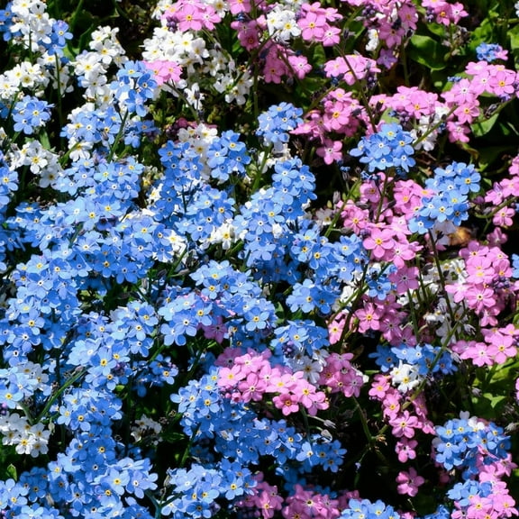 3000  Mix Forget-Me-Not Seeds for Planting, MVR1 Heirloom Non-GMO Flower Seeds for Home Garden Yard Ground Cover, Blue, White, Pink