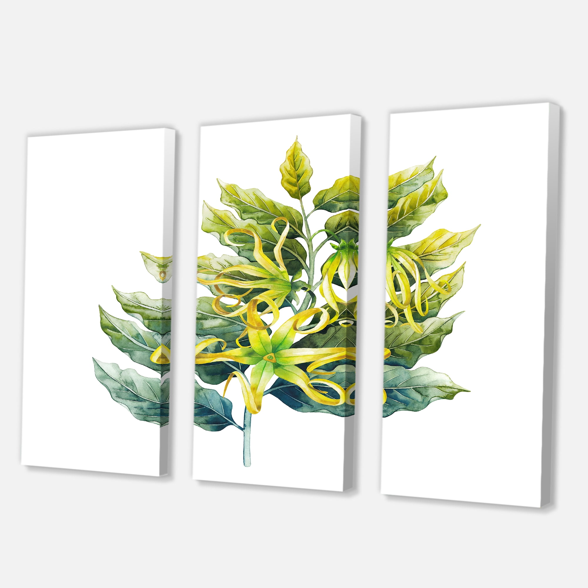 Designart ' Ylang Ylang Flower On White ' Traditional Canvas Wall Art Print