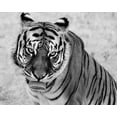 thumbnail image 2 of Highsmith, Carol 14x12 Black Ornate Wood Framed with Double Matting Museum Art Print Titled - Tiger at the Wild Animal Sanctuary-Keenesburg-Colorado, 2 of 4