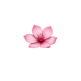 thumbnail image 4 of Vivid Cherry Blossom Stickers, Waterproof Cherry Blossom Sticker for Water Bottle Laptop Phone Cases Planner Skateboard Luggage Helmet Party Favor Decor, Ideal for Adults Teens Teacher Rewards, 4 of 9